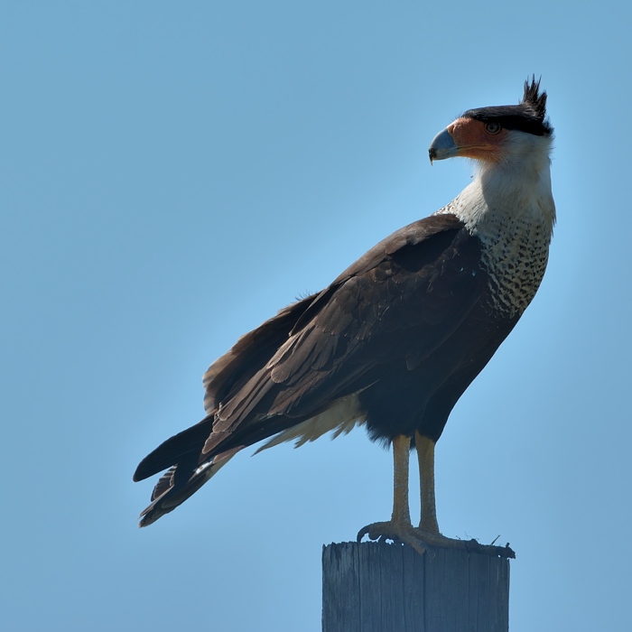 Noordelijke kuifcaracara